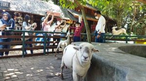 Farm House Lembang: Wisata Edukasi Interaktif dan Outbound Bersama Hewan yang Memukau di Jantung Lembang!