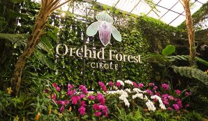 Orchid Forest Cikole: Pesona Wisata Alam Lembang yang Romantis dan Destinasi Outbound Penuh Kenangan!